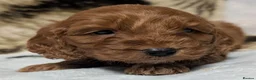 Cockapoo dogs for sale: Quality F1 Cockapoo puppies  in Ammanford - Advert 29