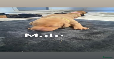Labrador Retriever dogs - Advert 9