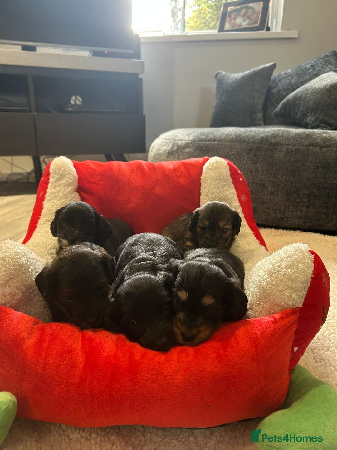 Mixed Breed dogs for sale: Doxiepoo pups - Advert 2