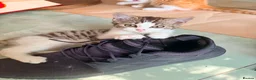 British Shorthair cats for sale: Beautiful British Shorthair Kittens – £300 for 2! - Advert 3