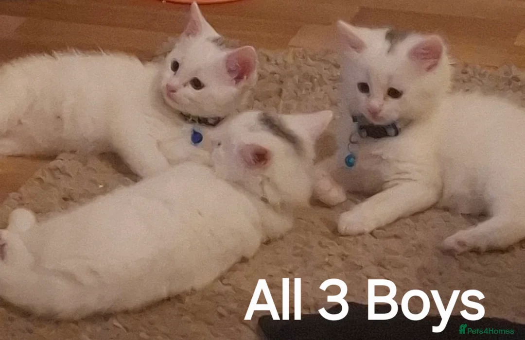 Mixed Breed cats for sale: 3 White Beautiful Boy Kittens - Advert 1