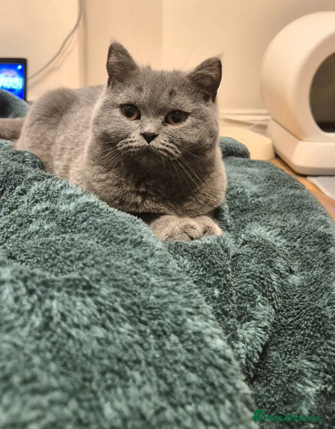 British Shorthair cats for sale: 15 month old british short hair  - Advert 3