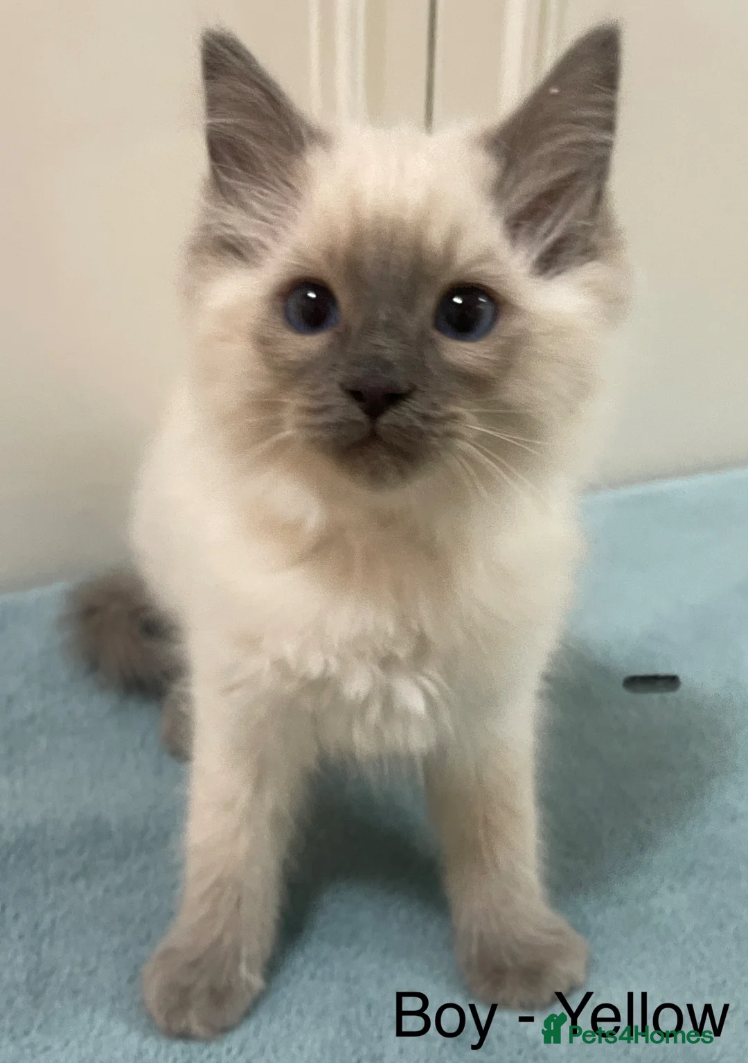 Ragdoll cats for sale: 5 Beautiful full breed Ragdoll Kittens for sale - Advert 6