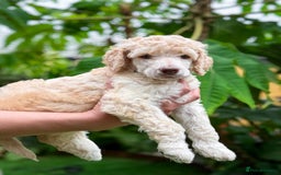 Standard Poodle dogs for sale: Standard Poodle Puppies Looking for Their Families - Image 12