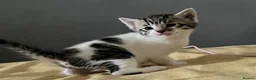 European cats for sale: 4 cute kittens in Bracknell - Advert 8