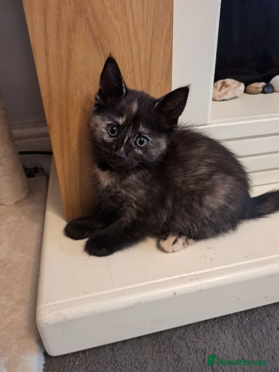 Mixed Breed cats for sale: Beautiful kittens ready now  - Advert 6