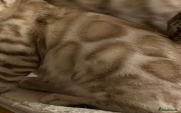 Bengal cats for sale:  Beautiful Bengal ready to reserve - Image 20