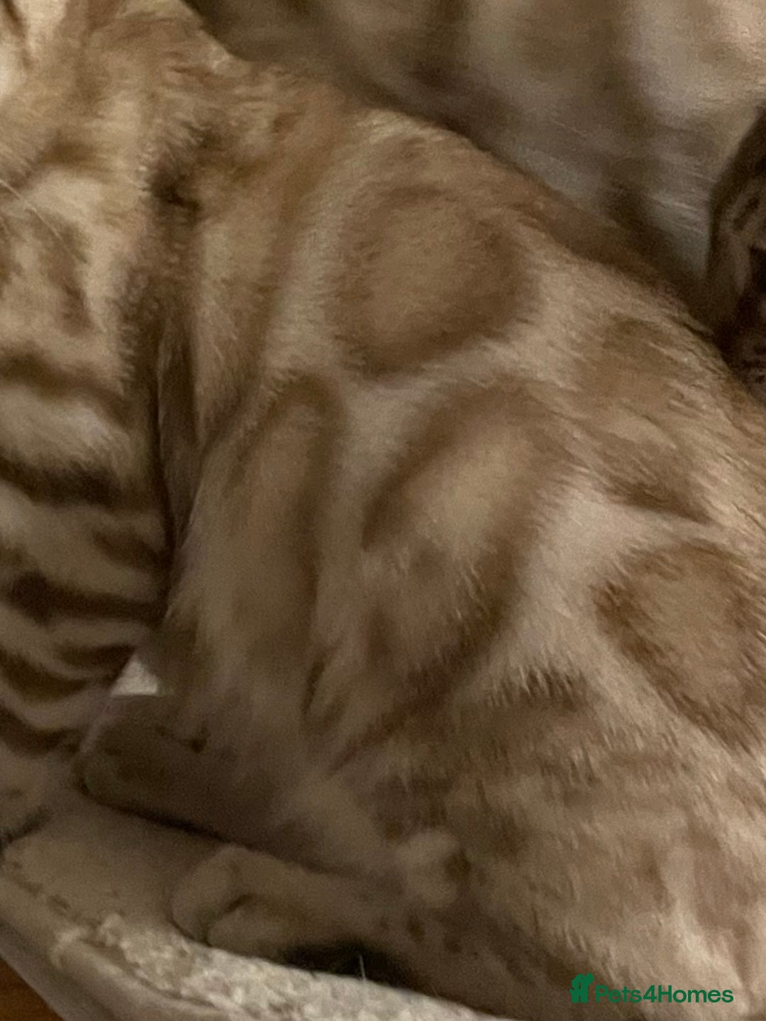 Bengal cats for sale:  Beautiful Bengal ready to reserve - Image 20