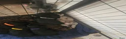 Cockapoo dogs for sale: Beautiful Litter of Stunning Cockerpoo Puppies - Advert 12