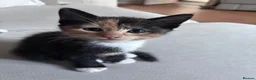 Mixed Breed cats for sale: Beautiful kittens for sale in Horsham - Advert 8