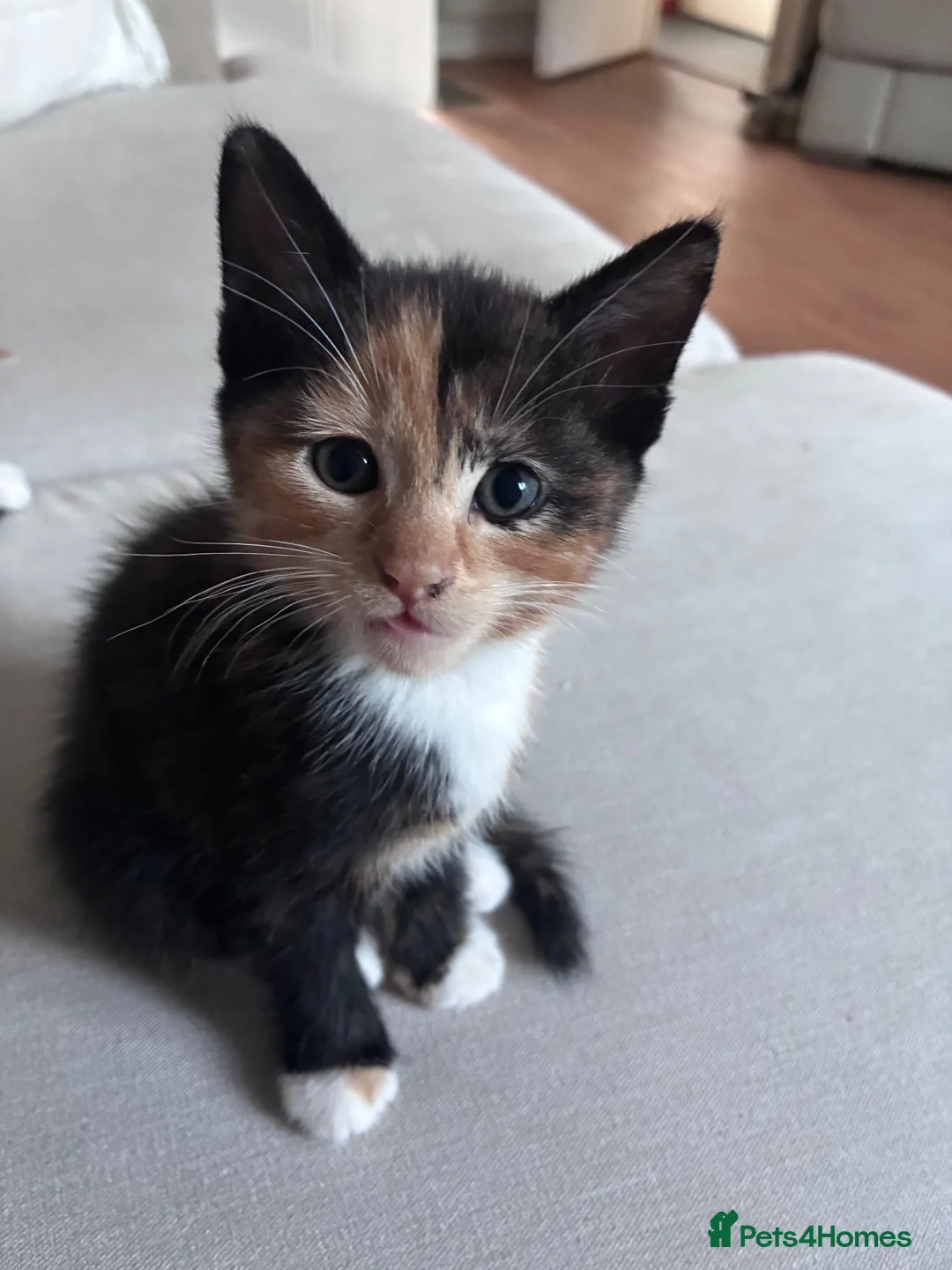 Mixed Breed cats for sale: Beautiful kittens for sale in Horsham - Advert 8