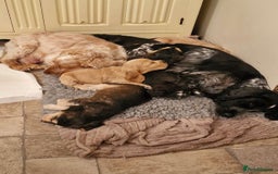 Cocker Spaniel dogs for sale: Beautiful litter of KC reg Cocker Spaniel puppies - Image 12