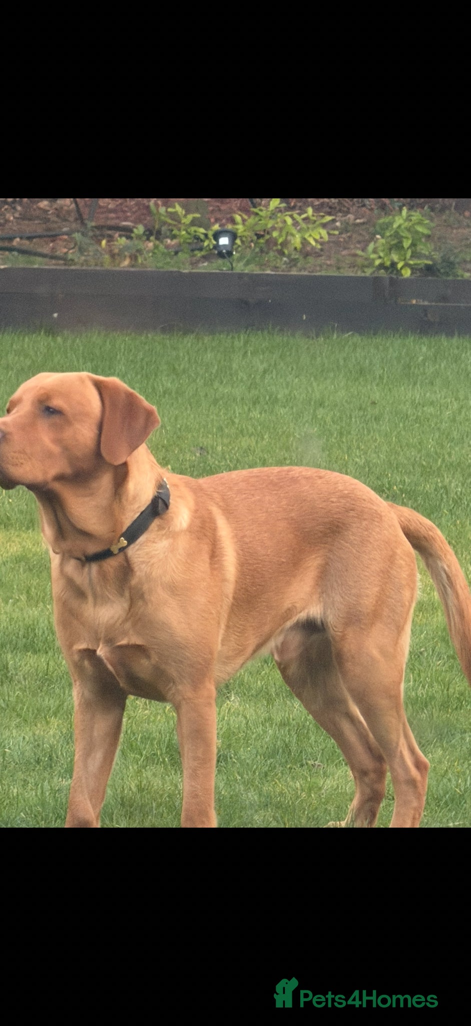 Labrador Retriever dogs Fox red for stud - Advert 1