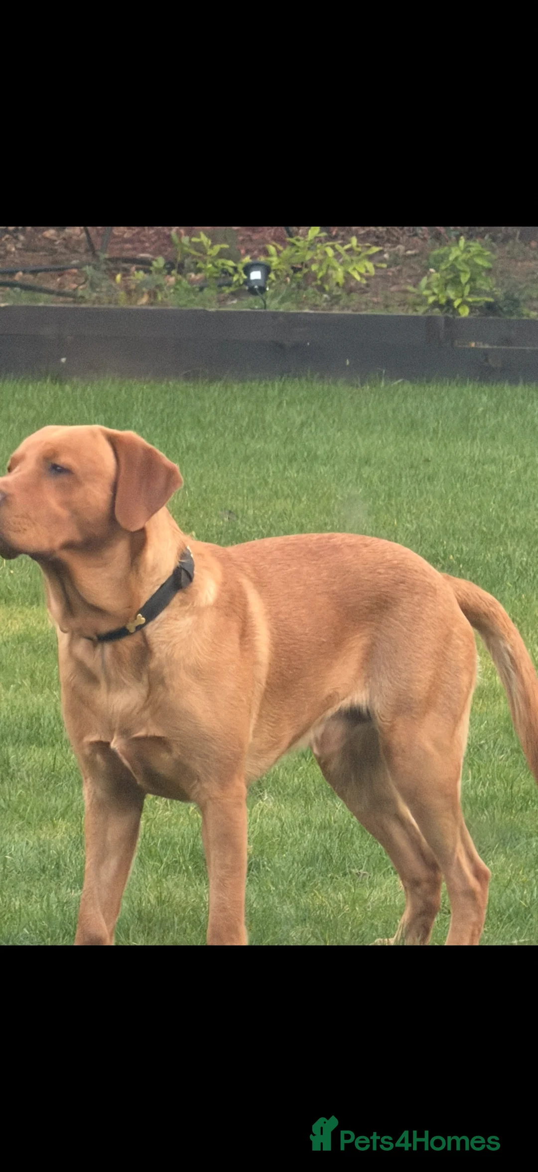 Labrador Retriever dogs for stud: Fox red for stud in Edinburgh - Advert 1