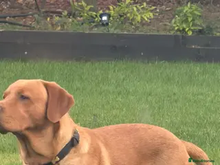 Labrador Retriever dogs Fox red for stud - Advert 1