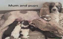 Standard Poodle dogs for sale: KC reg Brown Parti & phantom Standard Poodle pups - Image 27