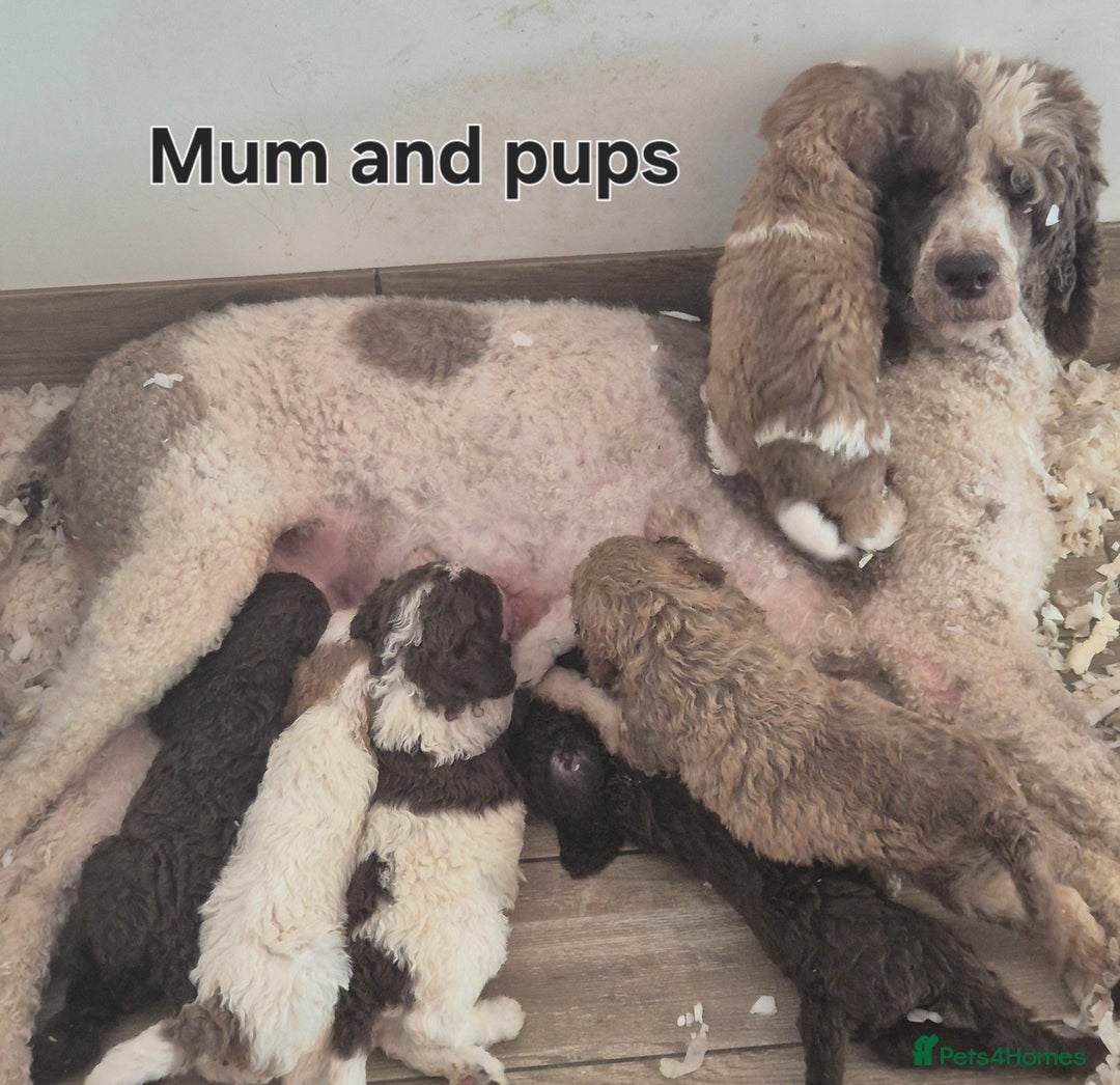 Standard Poodle dogs for sale: KC reg Brown Parti & phantom Standard Poodle pups - Image 27