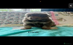 German Shepherd dogs for sale: Kc registered DNA Health tested gsd puppies - Image 4