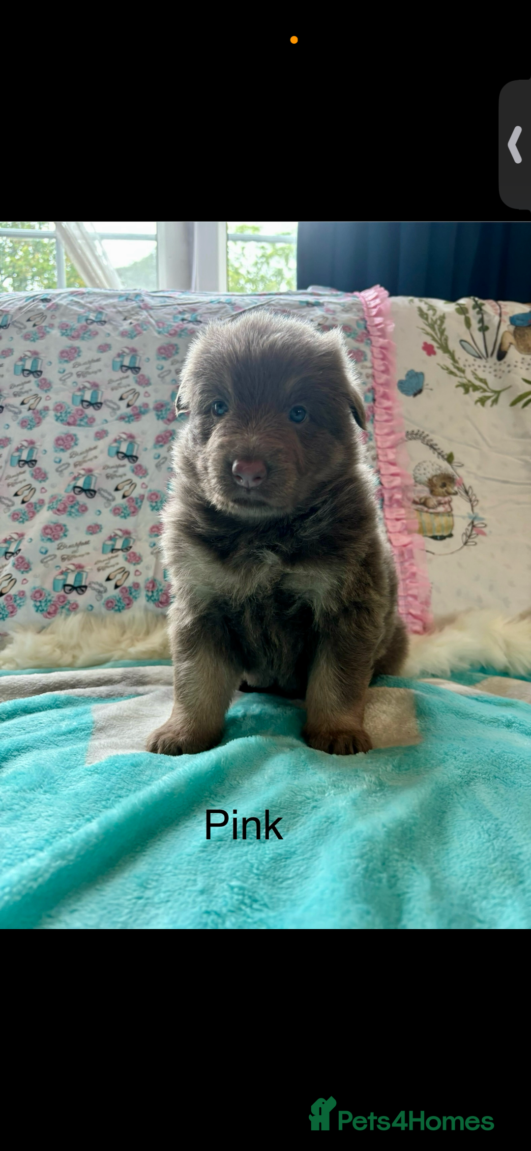 German Shepherd dogs for sale: Kc registered DNA Health tested gsd puppies - Image 4