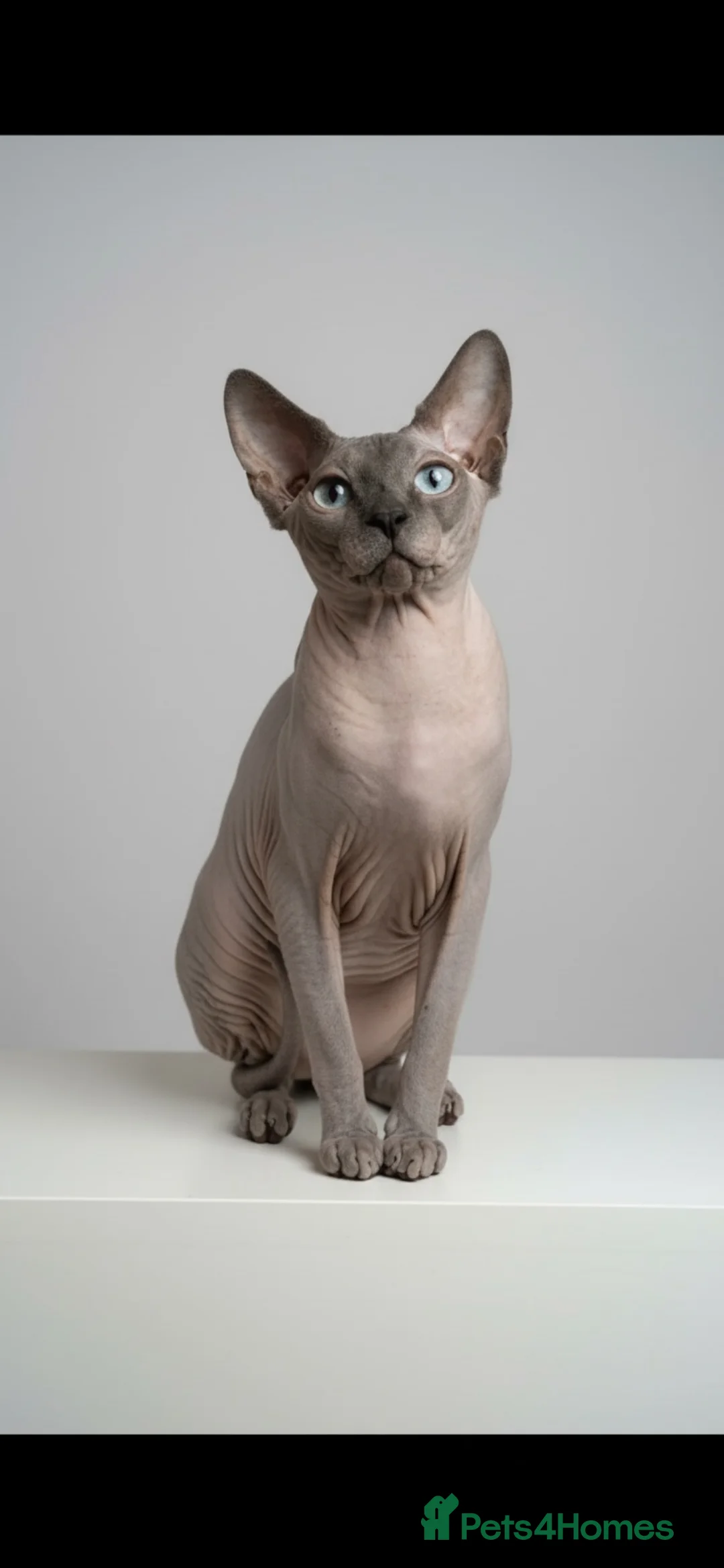 Sphynx cats for sale: Amazing Sphynx & Elf Kittens  - Advert 2