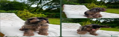 Cockapoo Puppy 5
