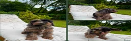 Cockapoo dogs for sale: F2b cockapoo puppies - Advert 13