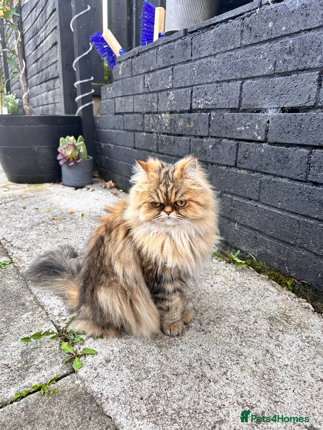 Persian cats for sale: Persian chinchilla cats - Advert 6