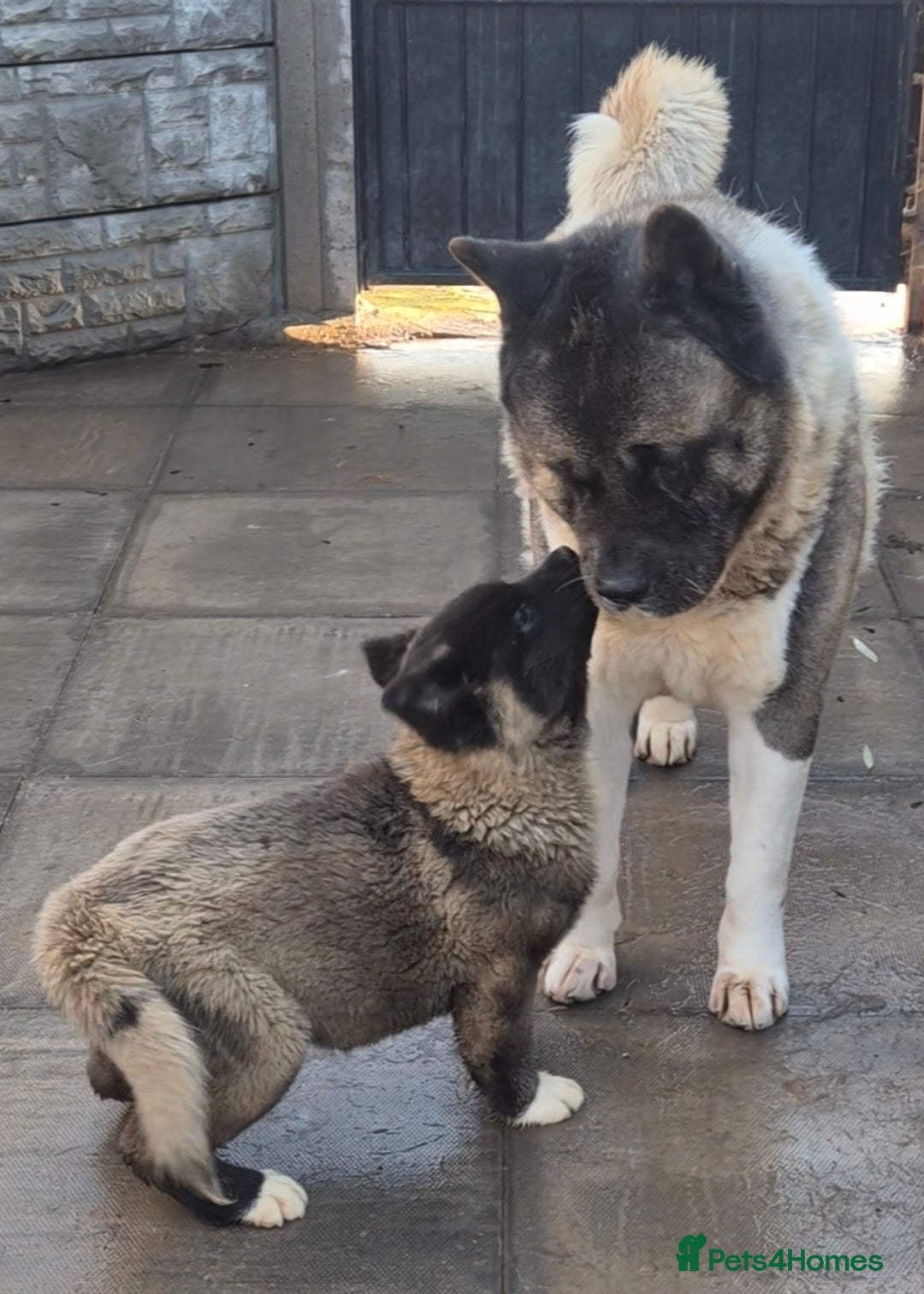 Akita dogs for sale: KC REGISTERED BEAR HEAD AMERICAN AKITA FEMALE PUP - Advert 1