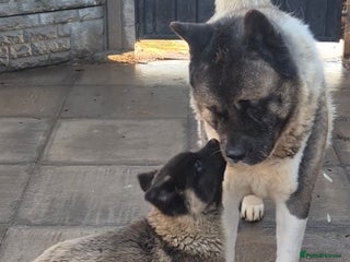 Akita dogs KC REGISTERED BEAR HEAD AMERICAN AKITA FEMALE PUP - Advert 11
