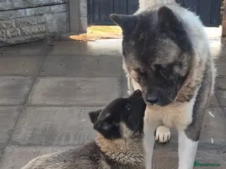 Akita dogs KC REGISTERED BEAR HEAD AMERICAN AKITA FEMALE PUP - Advert 2