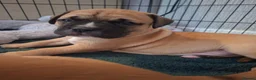 Mixed Breed dogs for sale: Muscle mastiff puppies  - Advert 3