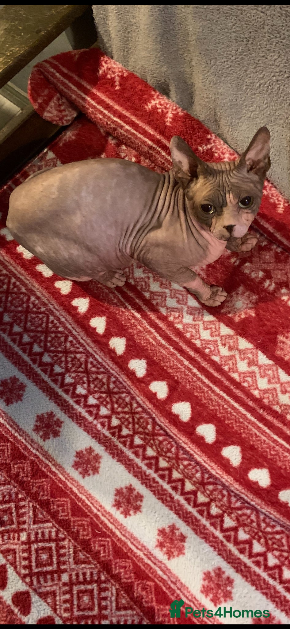 Sphynx cats Outstanding Canadian Sphynx Male Available ✨ - Advert 1