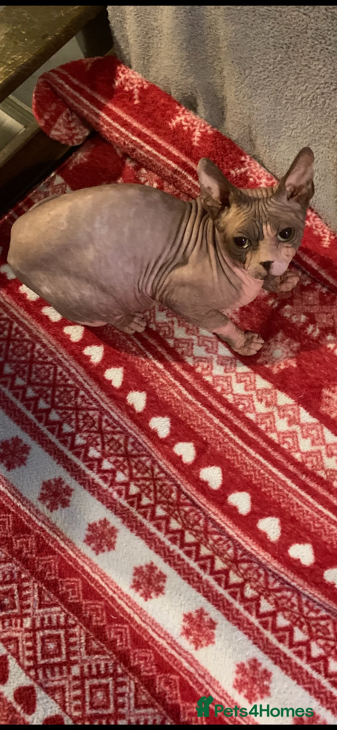 Sphynx cats for sale: Outstanding Canadian Sphynx Male Available ✨ - Advert 2