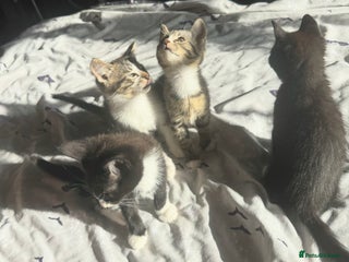 Mixed Breed cats - Advert 3