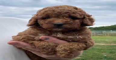 Cockapoo dogs - Advert 8