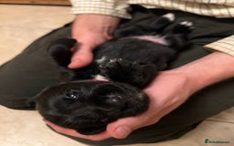 Springador dogs for sale: Springador Puppies for Sale  - Image 14