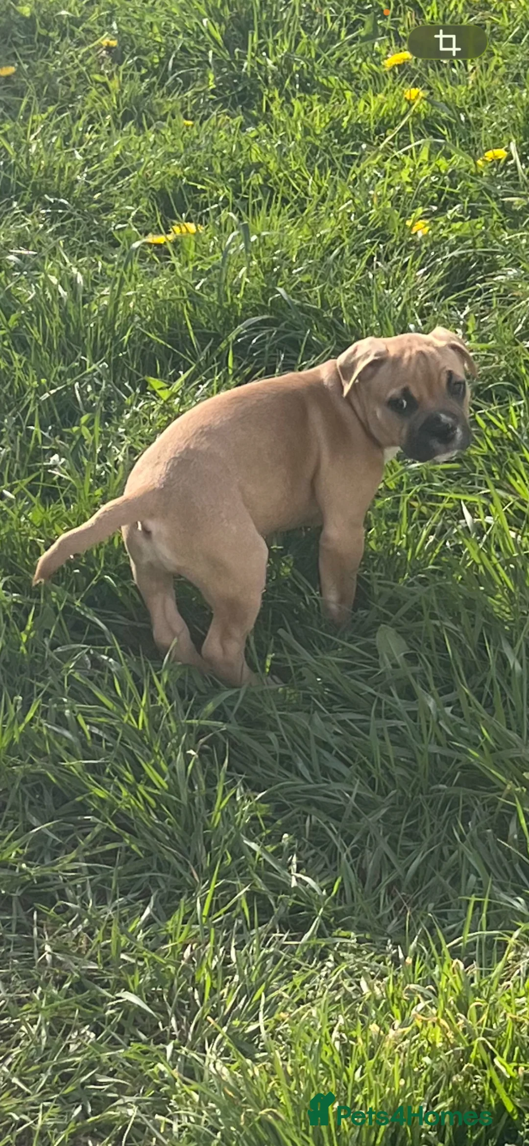 Mixed Breed dogs for sale: Gorgeous, playful and loving pup - Advert 2