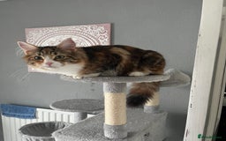 Mixed Breed cats for sale: Four cats for sale - Image 2