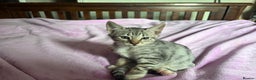 Savannah cats for sale: Savannah SBT adorable silver spotted boys and girl - Advert 13