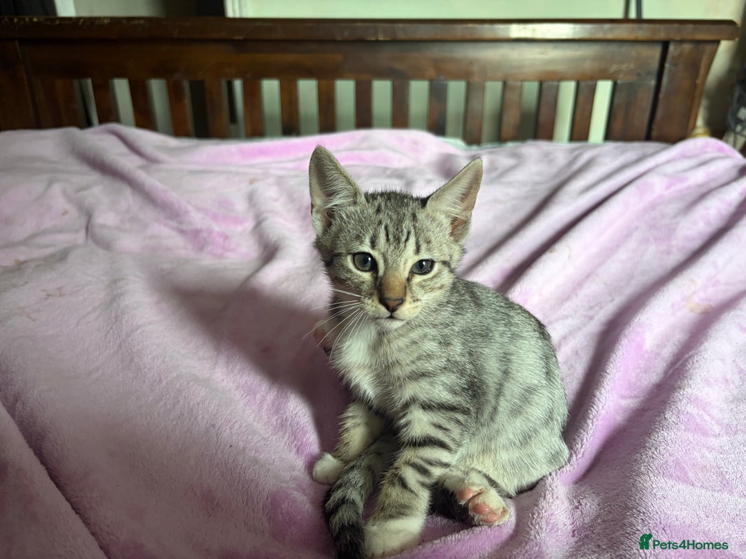Savannah cats for sale: Savannah SBT adorable silver spotted boys and girl - Image 2