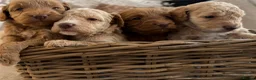 Cockapoo dogs for sale: ⭐⭐OUTSTANDING COCKAPOO PUPPIES⭐⭐ in Melton Mowbray - Advert 6