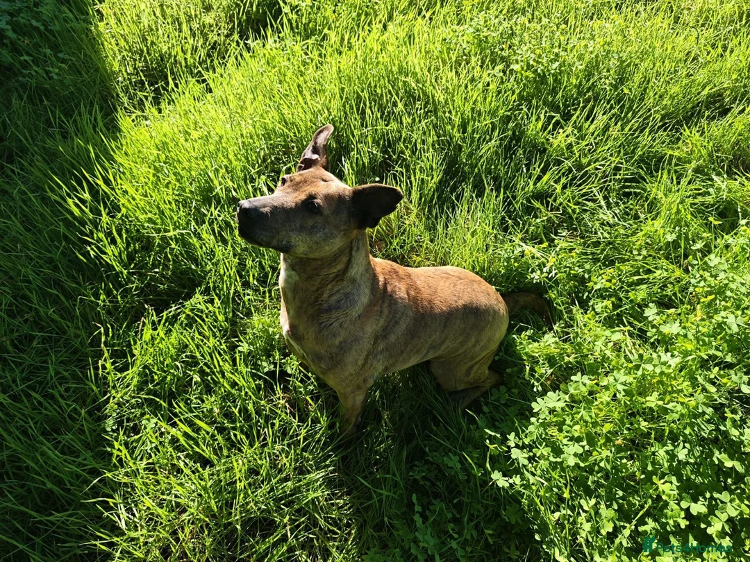Mixed Breed dogs for adoption: Please Can You Offer Olivia a Home 🏠  - Advert 2