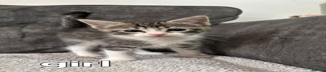 Ragdoll Kitten 2