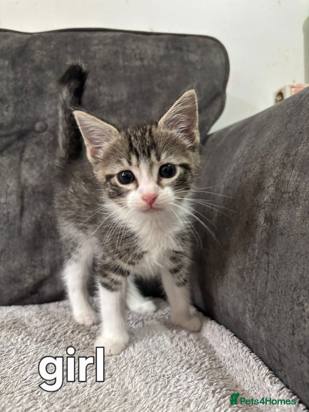 Ragdoll cats for sale: Ragdoll cross kittens - Image 1