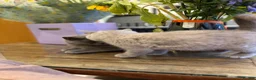 British Shorthair cats for sale: British short hair kitten  - Advert 6