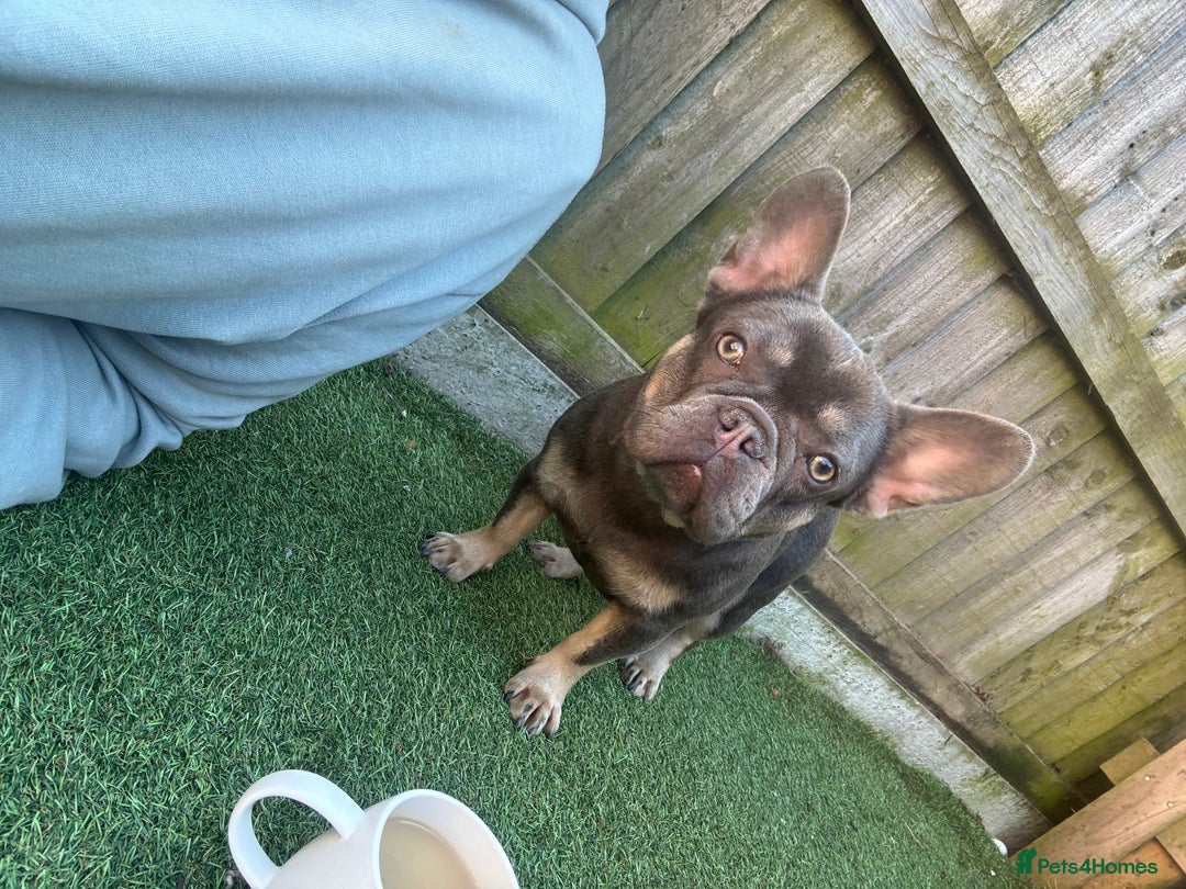 French Bulldog dogs for sale: French bulldog  - Advert 3