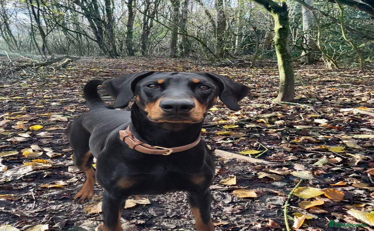 Dobermann dogs - Advert 1