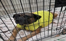 Presa Canario dogs for sale: 2 year old Presa Canario (Male) - Image 2