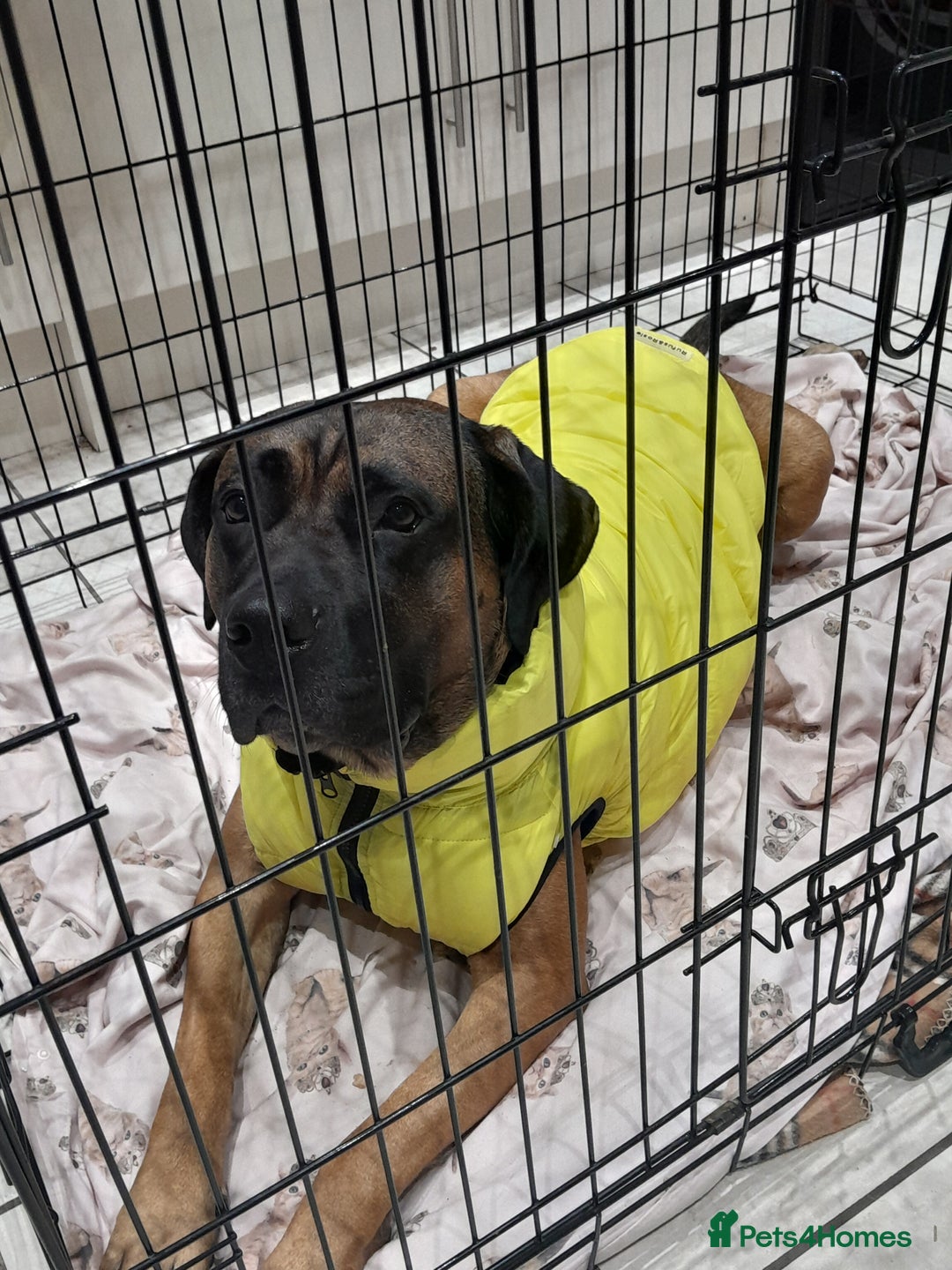 Presa Canario dogs for sale: 2 year old Presa Canario (Male) - Image 2