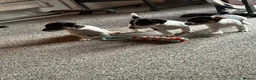 Jack Russell dogs for sale: Miniature Jack Russell  - Advert 2